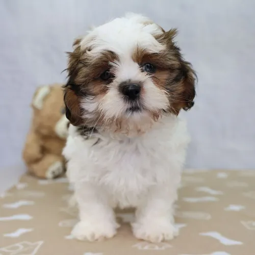 Lhasa Apso/ Filhotes vacinados