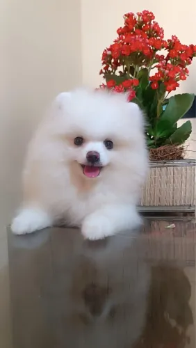 Spitz Alemão com pedigree