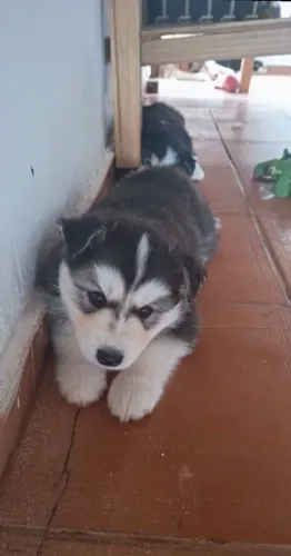 Pelúcia de verdade da Raça husky siberiano