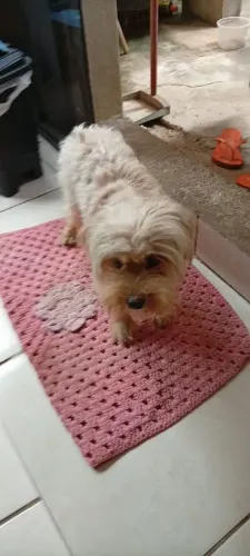 Cachorro