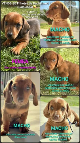 Filhotes de Dachshund (Salcichas)