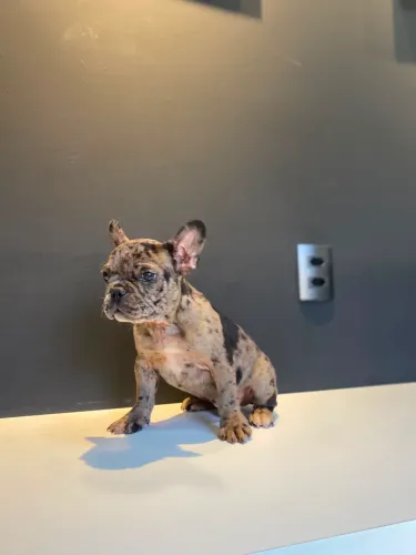 Buldogue francês (macho) exótico !!!