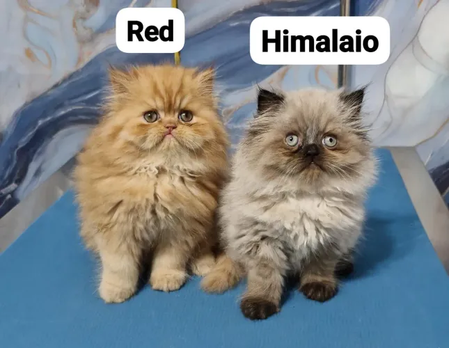 Gato Persa padrão show