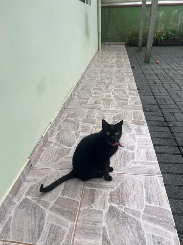 Doa-se gata castrada