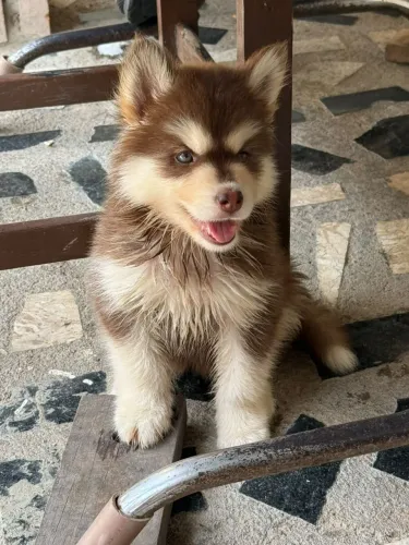 Husky Siberiano Woolly