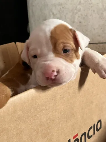 Filhotes de pitbull para reserva