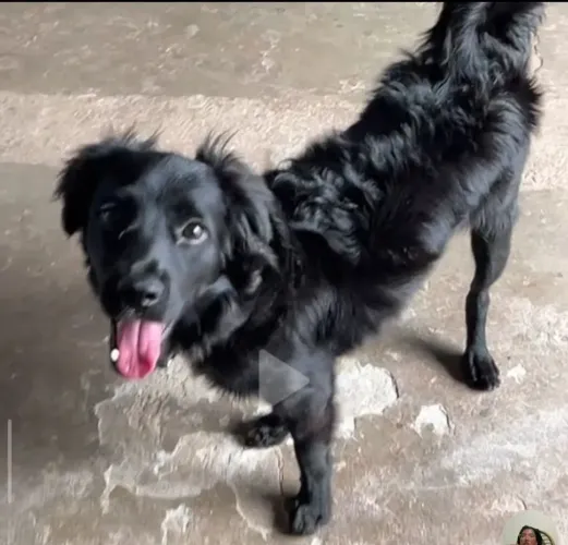 Doação de animais 