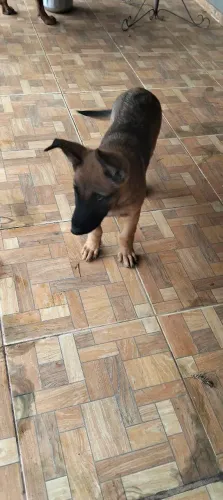 Pastor belga malinois 