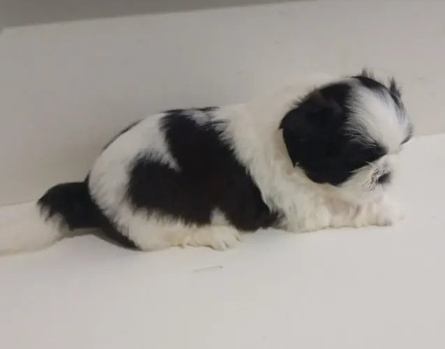 Shi Tzu filhotes macho