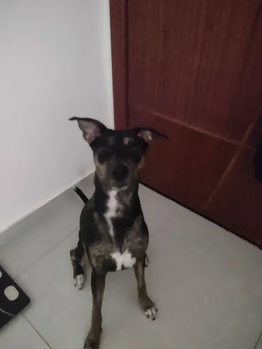 ADOÇÃO RESPONSÁVEL E URGENTE - BÚZIOS/RJ