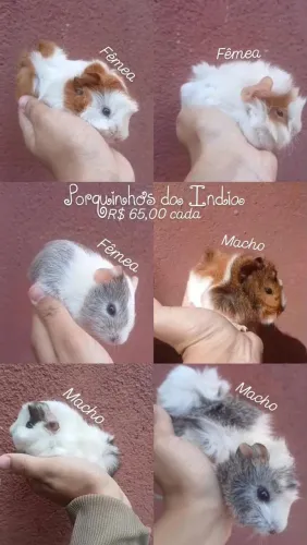 Porquinho da india 