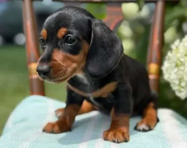 Basset Mini Dachshund Filhotes Educados. 