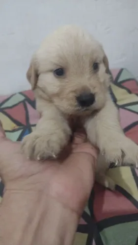 Galden Retriever com pedigree