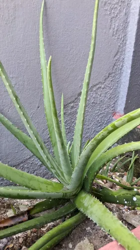 FOLHAS DE BABOSA LEGÍTIMA (ALOE VERA)10 reais a unidade.