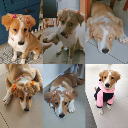 Doando cachorra fêmea 6 meses