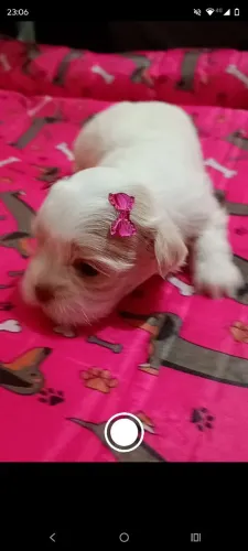 Filhote Lhasa Apso 