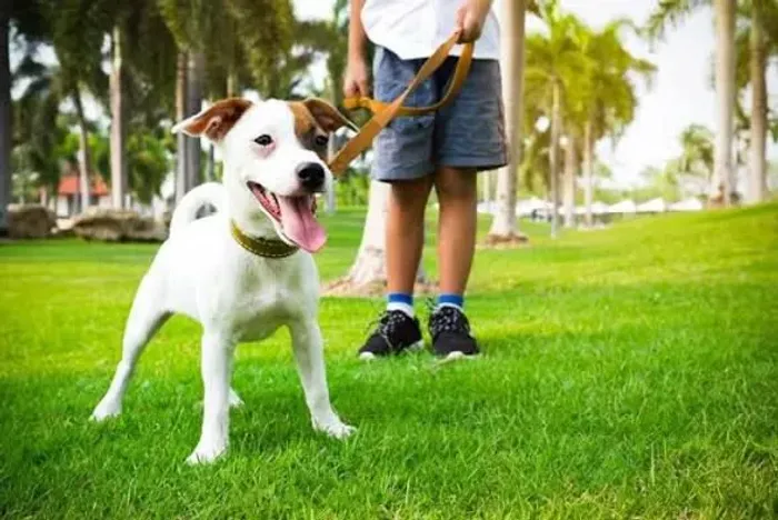Serviço de Passeios Pets