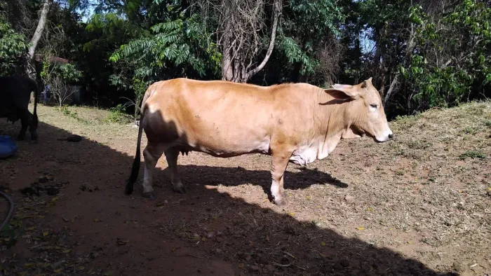 Mini vaca com recém nascido