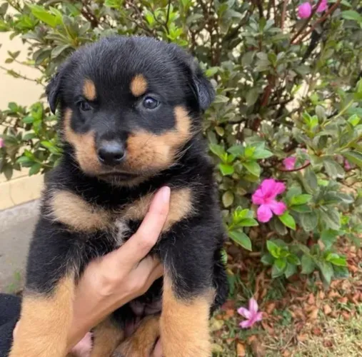 Rottweiler Cabeça De Touro 