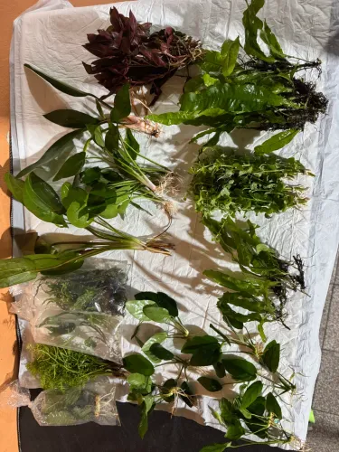 Plantas naturais para aquário