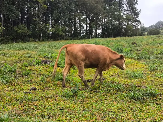 Vaca/ boi / novilha