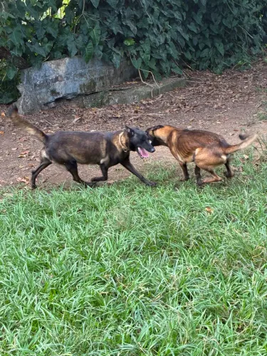 Filhote Pastor Belga Malinois jovem