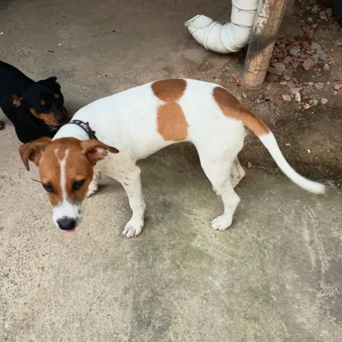 Cão filhote muito brincalhão 