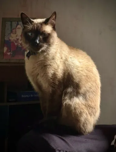 Doação de gato