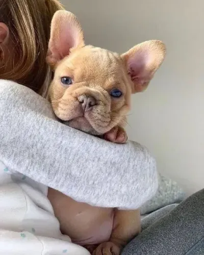 Filhotes De Bulldogue Francês - Carinho Que Faz Bem 