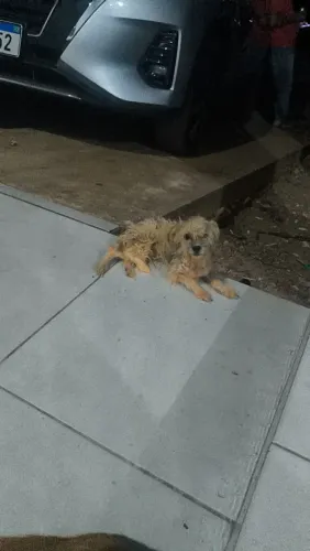 Cachorro