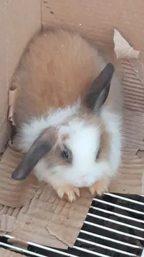 Coelhos bem fofinhos