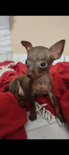 Cachorro Pincher original 