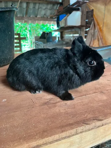 Coelho anão netherland show macho 1 ano disponível