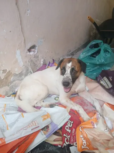 Cachorro pra adoção 