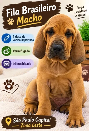 Fila brasileiro macho