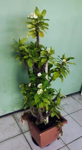 Planta Eu e Tu da folha gigante.