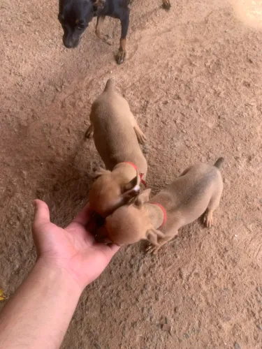 Pinscher