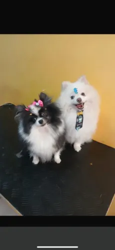 Splitz Alemão 