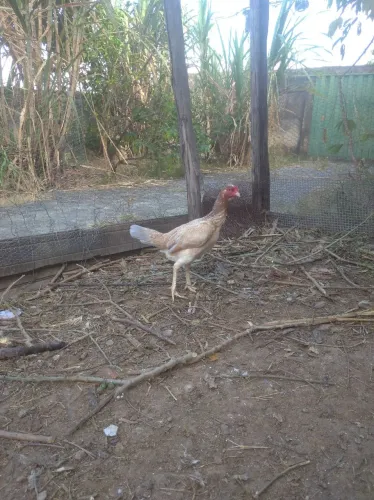 Galinha índio gigante 