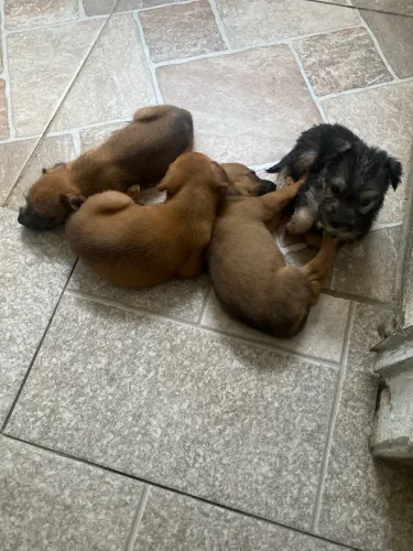 Doação de cachorros filhotes urgente!!!