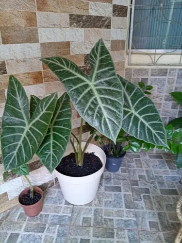 Vaso grande de alocasia 