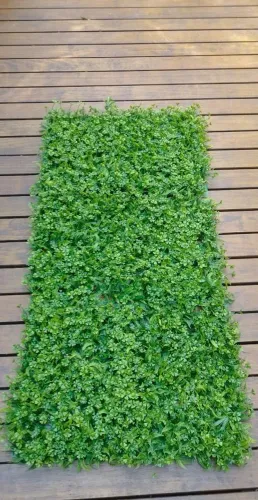Painel placa verde