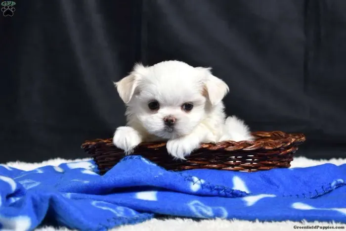 Maltês | Seu pet ideal está disponível