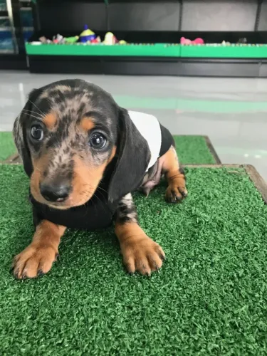 Dachshund Surpreendendo Com Muito Amor Sempre