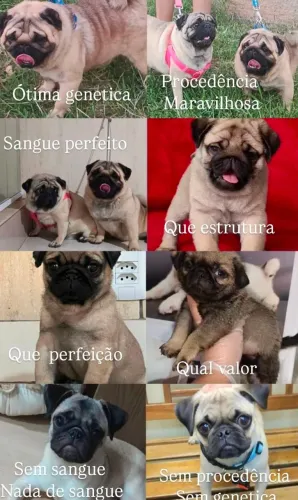 Pug filhote fêmea e macho ler anúncio