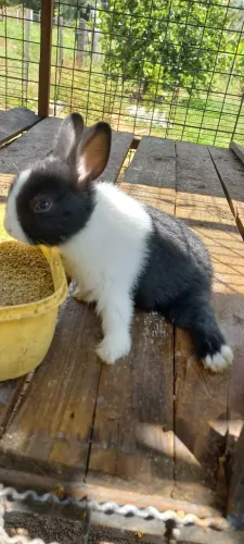Vendo filhote de mine Coelha especial
