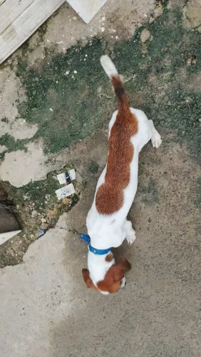 Estou doando esse cachorro por motivos de viagem vou a trabalho e não tenho como levar ele
