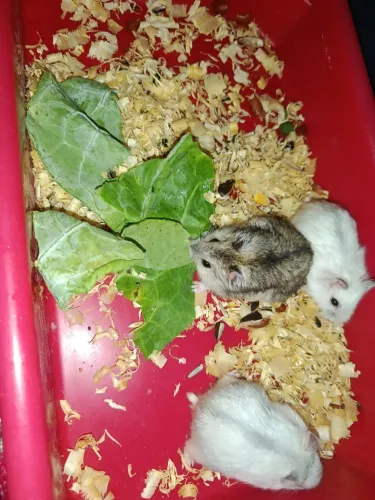 hamster anão filhote