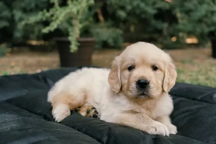 DOA-SE FILHOTE DE GOLDEN RETRIEVER