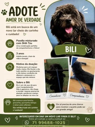 Adoção de cachorro 